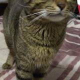 Picture of cat lost at Pretoria