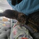 Picture of cat found at Montpellier