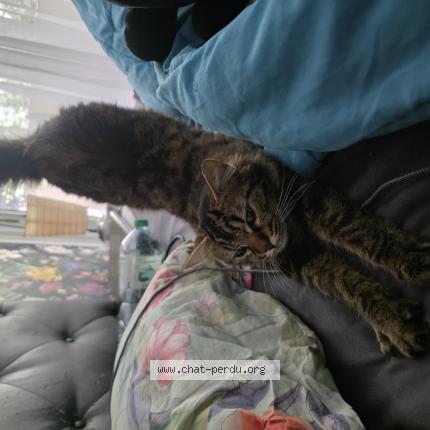 Photo 1/1 Found cat Found in Montpellier