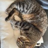 Picture of cat lost at Antibes