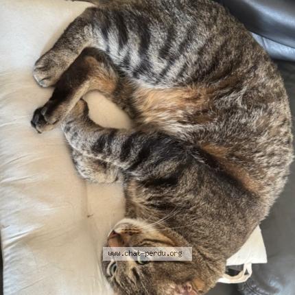 Photo 1/1 Fidèle Chat lost in Antibes