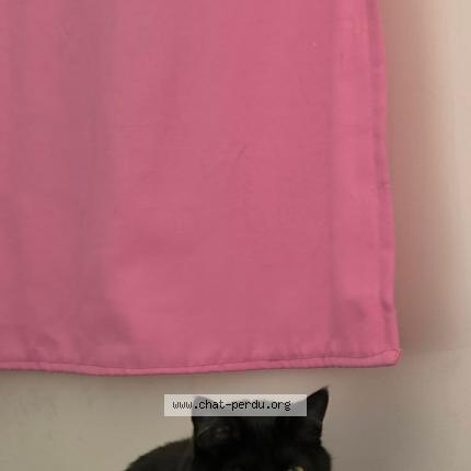 Photo 1/1 Nhora Chat lost in Aubervilliers