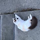 Picture of cat found at Lyon