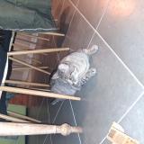 Picture of cat lost at Lanmeur