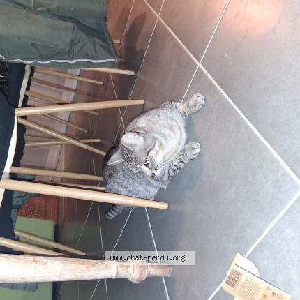 Photo 1/1 Laetitia Chat lost in Lanmeur