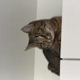 Picture of cat lost at Tremblay En France