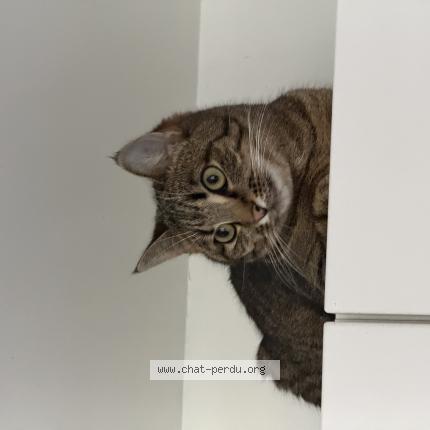 Photo 1/1 Malya Chat lost in Tremblay en france