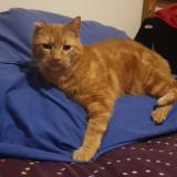 Picture of cat lost at Rennes