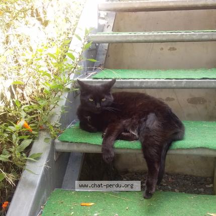 Photo 1/1 Virginie Thibault Chat lost in Aubin