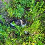 Picture of cat lost at Cheval Blanc