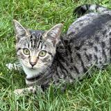 Picture of cat lost at Saint Andre Lez Lille