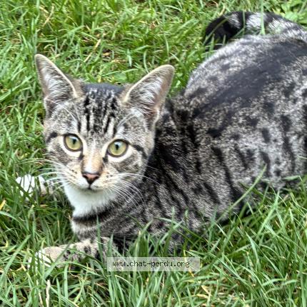 Photo 1/1 Cat reunited Lost in Saint andre lez lille