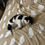 Picture of cat lost at Paris