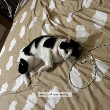 Photo 1/1 Moi Chat lost in Paris