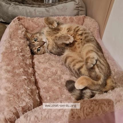 Photo 1/1 Moli Chat lost in Ciney