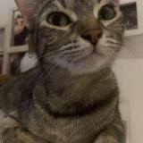 Picture of cat lost at Narbonne