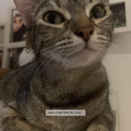 Photo 1/1 chacha Chat lost in Narbonne