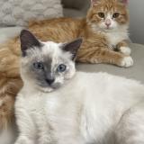 Picture of cat lost at Somain