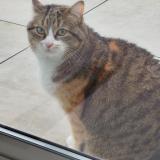 Picture of cat lost at St Lumine De Clisson