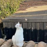 Picture of cat lost at La Rochelle