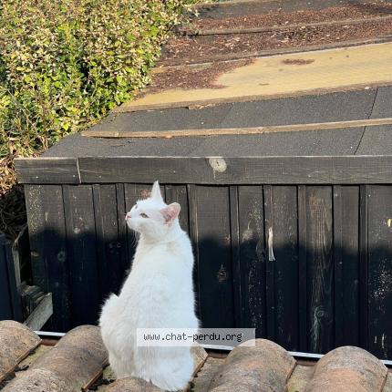 Photo 1/1 zorba Chat lost in La rochelle