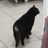 Picture of cat lost at Le Val