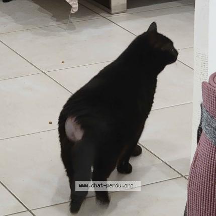 Photo 1/1 Mila Chat lost in Le val