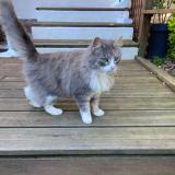 Picture of cat found at Pledeliac