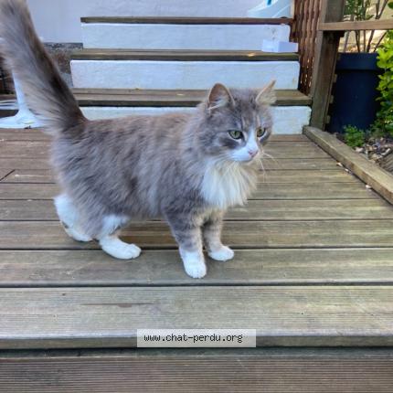 Photo 1/1 Found cat Found in Pledeliac