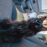 Picture of cat lost at Le Pizou