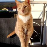 Picture of cat lost at Faulquemont