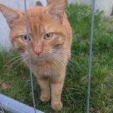 Picture of cat found at Caen