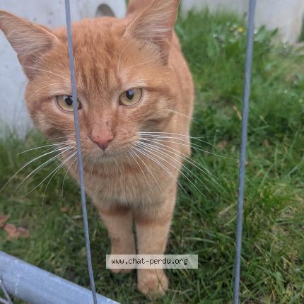 Photo 1/1 Found cat Found in Caen