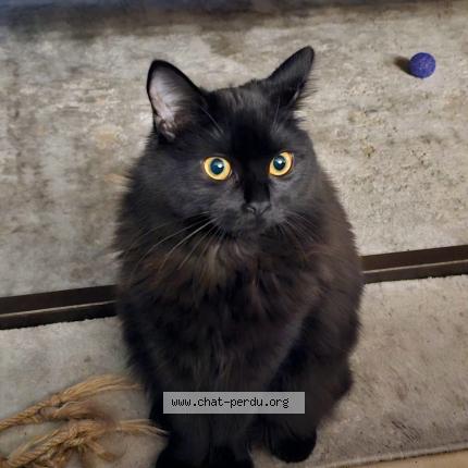 Photo 1/1 Arya Chat lost in Herzeele