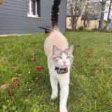 Picture of cat lost at Saint Jean Kerdaniel