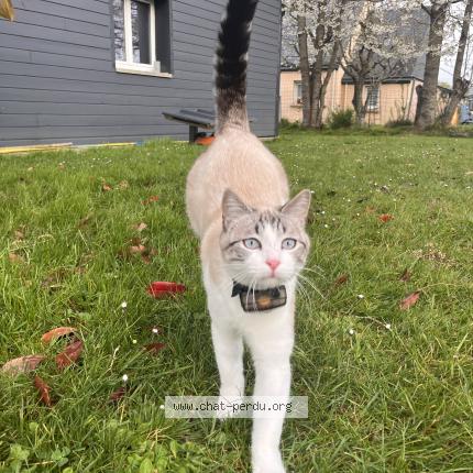 Photo 1/1 Derpy Chat lost in Saint jean kerdaniel