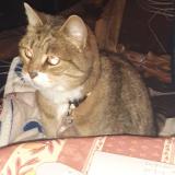 Picture of cat lost at Villenave D Ornon