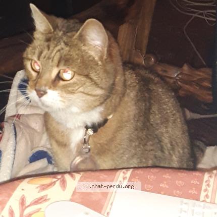 Photo 1/1 Mimi Chat lost in Villenave d ornon