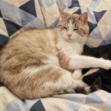 Picture of cat lost at La Rochelle