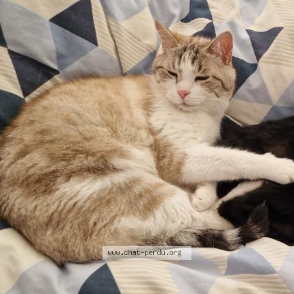 Photo 1/1 PILOU Chat lost in La rochelle