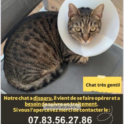 Photo 1/1 Félix Chat lost in Vitry sur seine