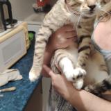 Picture of cat found at Verneuil Sur Seine