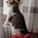 Picture of cat lost at Yzeron