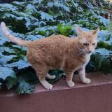 Picture of cat lost at Nice