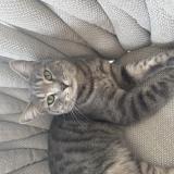 Picture of cat lost at La Roquette Sur Siagne