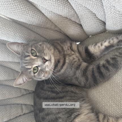 Photo 1/1 Umaya Chat lost in La roquette sur siagne