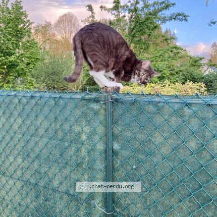 Photo 1/1 Smarties Chat lost in Buysscheure