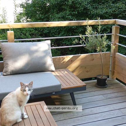 Photo 1/1 Coralie Boileau Chat lost in Isse