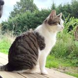 Picture of cat lost at Beaupuy