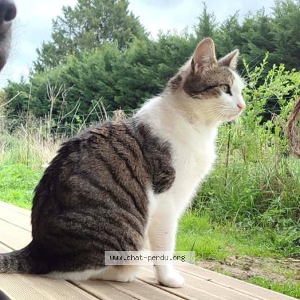 Photo 1/1 théo Chat lost in Beaupuy